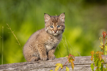 Bobcat taken in central MN under controlled conditions
