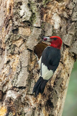 Red-headed Woodpecker