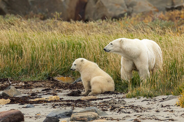 Polar Bear  taken in Churchill Manatoba Canada