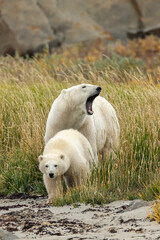 Polar Bear  taken in Churchill Manatoba Canada