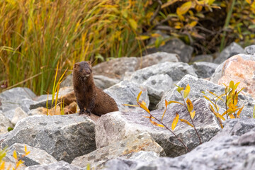 American Mink taken in Churchill Manabota Canada