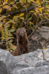 American Mink taken in Churchill Manabota Canada
