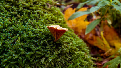 Tiny Mushroom Amongst Lush Moss of the Forest