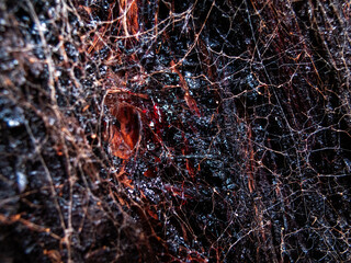 Spider Web with Tree Sap