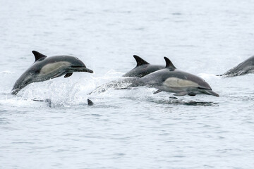 Fototapeta premium Dolphins Jumping Out of Water