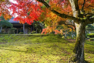 光を浴びて輝くカラフルなモミジの紅葉情景
