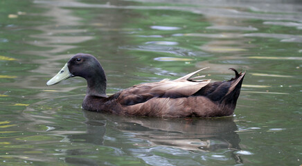 Brown mallard duck bird swimming on a pond of water