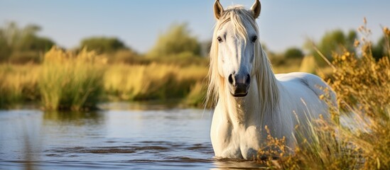 A depiction of the White Camargue Horse in the Regional Park of Camargue located in the Provence region of France - obrazy, fototapety, plakaty
