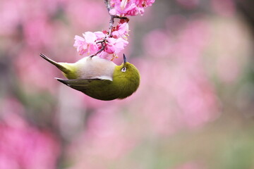 ピンク色の梅の花と可愛いメジロ
