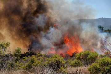Naklejka premium Wildfire Out of Control