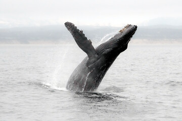 Humpback Whale Lunging Out of Water