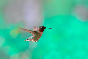 Image of flying Ruby-Throated Hummingbird 