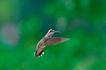 Rufous Hummingbird Hovering in The Air on green background 