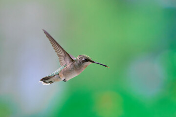 Image of Rufous Hummingbird Hovering in The Air on colorful background