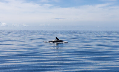 dolphin fin on surface of the water