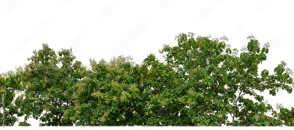 Aufkleber green trees on transparent background. are forest and foliage in summer for both printing and web pa