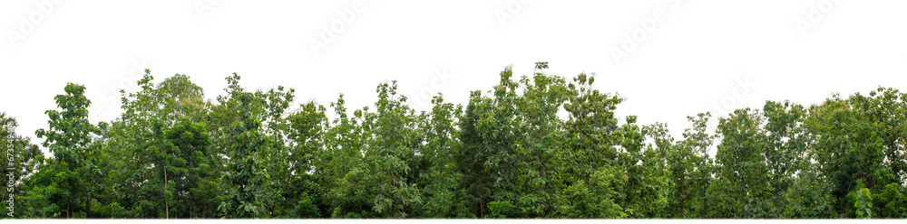 Poster Green Trees on transparent background. are Forest and foliage in summer for both printing and web pages with cut path and alpha channel