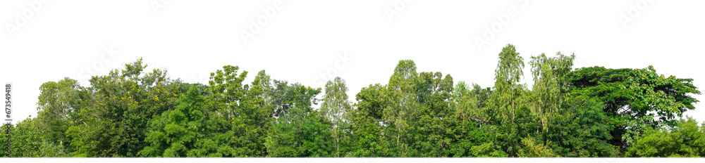 Poster Green Trees on transparent background. are Forest and foliage in summer for both printing and web pages with cut path and alpha channel