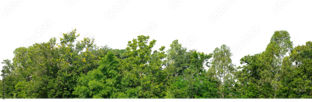 Aufkleber Green Trees isolated on white background.are Forest and foliage in summer for both printing and web pages with cut path and alpha channel.