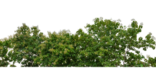 Green Trees on transparent background. are Forest and foliage in summer for both printing and web pages with cut path and alpha channel