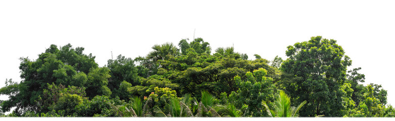 Green Trees on transparent background. are Forest and foliage in summer for both printing and web pages with cut path and alpha channel