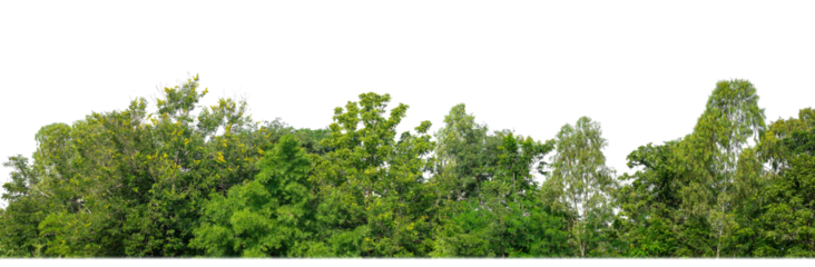 Green Trees isolated on white background.are Forest and foliage in summer for both printing and web pages with cut path and alpha channel.