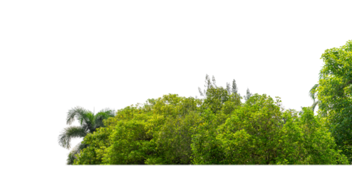 Green Trees on transparent background. are Forest and foliage in summer for both printing and web pages with cut path and alpha channel