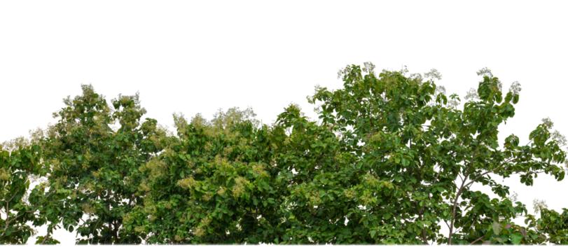 Green Trees on transparent background. are Forest and foliage in summer for both printing and web pages with cut path and alpha channel