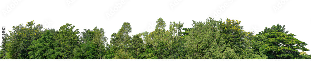 Aufkleber Green Trees on transparent background. are Forest and foliage in summer for both printing and web pages with cut path and alpha channel