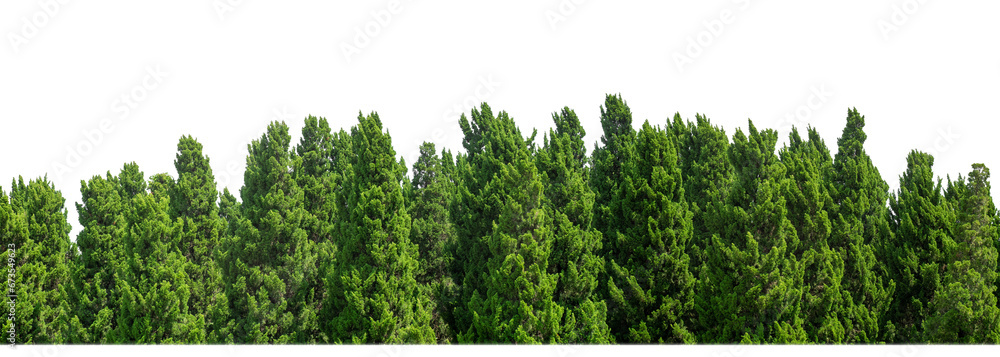 Poster Green Trees on transparent background. are Forest and foliage in summer for both printing and web pages with cut path and alpha channel