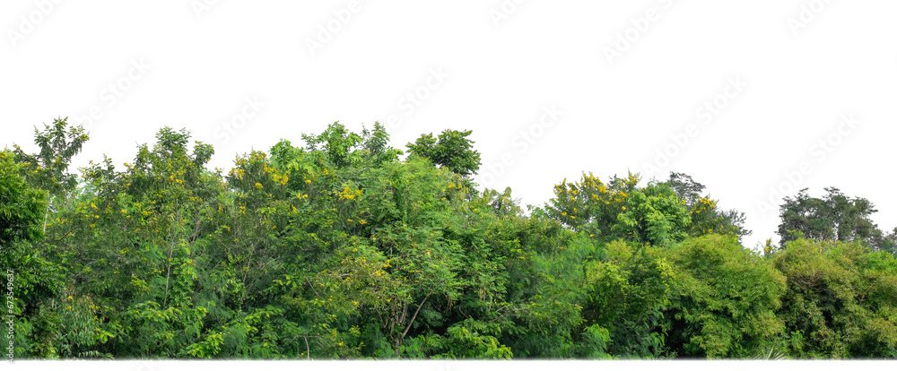 Poster Green Trees on transparent background. are Forest and foliage in summer for both printing and web pages with cut path and alpha channel