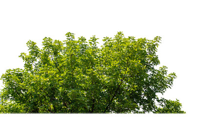Green Trees on transparent background. are Forest and foliage in summer for both printing and web pages with cut path and alpha channel - obrazy, fototapety, plakaty