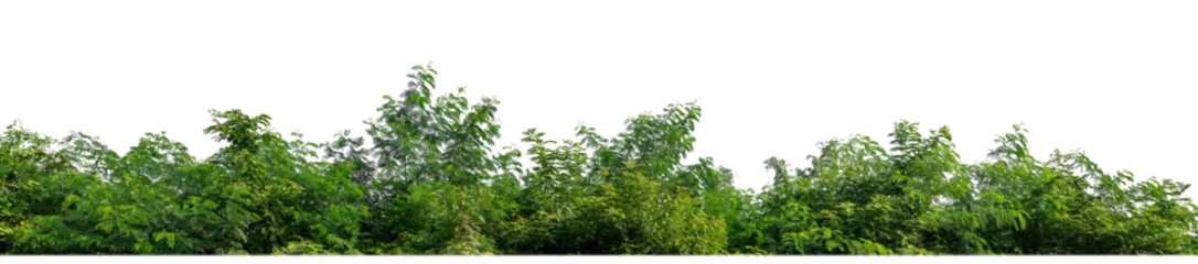 Foto op Plexiglas Green Trees on transparent background. are Forest and foliage in summer for both printing and web pages with cut path and alpha channel © Sarawut