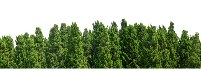 Green Trees on transparent background. are Forest and foliage in summer for both printing and web pages with cut path and alpha channel - obrazy, fototapety, plakaty