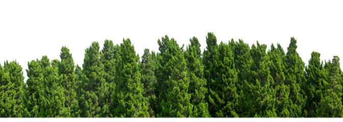 Green Trees on transparent background. are Forest and foliage in summer for both printing and web pages with cut path and alpha channel