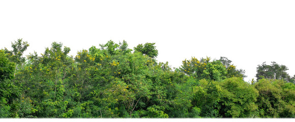 Green Trees on transparent background. are Forest and foliage in summer for both printing and web...