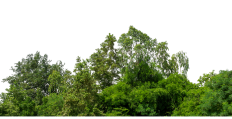 Shrubs isolated on transparent background with clipping path and alpha channel