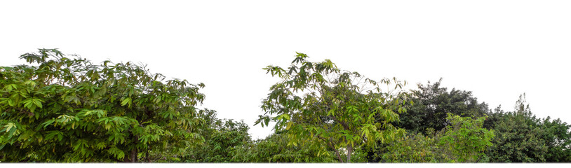 Shrubs isolated on transparent background with clipping path and alpha channel