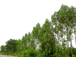 Shrubs isolated on transparent background with clipping path and alpha channel