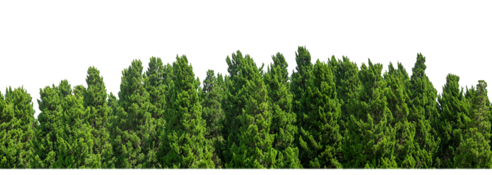 Green Trees on transparent background. are Forest and foliage in summer for both printing and web pages with cut path and alpha channel