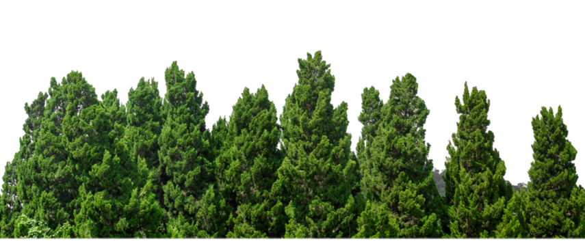 Green Trees on transparent background. are Forest and foliage in summer for both printing and web pages with cut path and alpha channel