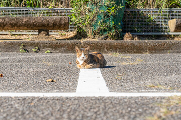 猫　野良猫