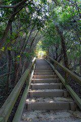 階段　森