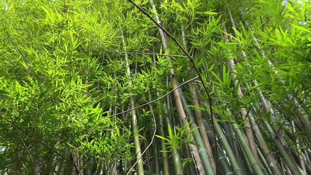 Green bamboo forest gently sway in the wind. A calm summer day in nature, footage taken from below.