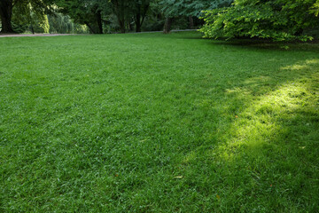 Fresh green grass growing in summer park
