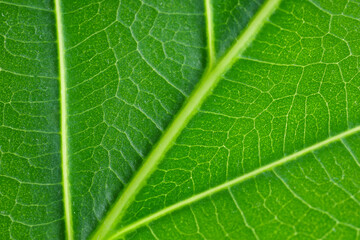 Macro photo of green leaf as background