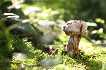 One poisonous mushroom growing in forest, closeup. Space for text