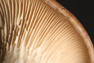 Macro photo of oyster mushroom on black background