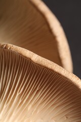 Macro photo of oyster mushrooms on dark grey background