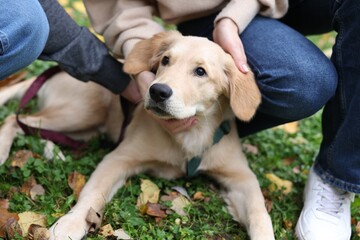 Couple spending time with adorable Labrador Retriever puppy in park, closeup. Walking dog